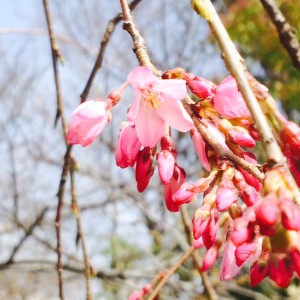茨木市の桜
