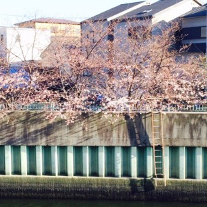 放出の桜